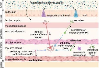 Role of gut microbiota-derived signals in the regulation of gastrointestinal motility